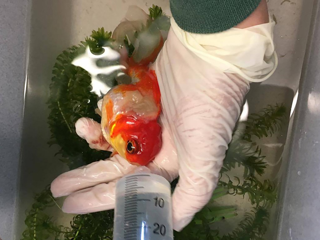 A handout picture released by Highcroft Veterinary Group on May 31, 2016 shows Nemo the goldfish being kept alive out of the water with a syringe drip during surgery to remove a large tumour from its back at a veterinary hospital in Bristol, western England, on May 13, 2016. A couple from a small town north of London made a 200-mile round trip to take their pet goldfish Nemo to a specialist vets for surgery to remove a tumour. The operation lasted 45 minutes, during which he was asleep and out of the water so that the tumor could be removed. Nemo recovered quickly from the procedure and was swimming normally once returned to the water. / AFP PHOTO / HIGHCROFT VETERINARY GROUP / HIGHCROFT VETERINARY GROUP / RESTRICTED TO EDITORIAL USE - MANDATORY CREDIT " AFP PHOTO / HIGHCROFT VETERINARY GROUP " - NO MARKETING NO ADVERTISING CAMPAIGNS - DISTRIBUTED AS A SERVICE TO CLIENTS