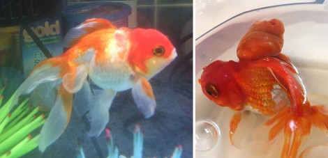 A combination of handout pictures released by Highcroft Veterinary Group on May 31, 2016 show Nemo the goldfish (R) before surgery to remove a large tumour from its back at a veterinary hospital in Bristol, western England, on May 13, 2016 and after the operation (L). A couple from a small town north of London made a 200-mile round trip to take their pet goldfish Nemo to a specialist vets for surgery to remove a tumour. The operation lasted 45 minutes, during which he was asleep and out of the water so that the tumor could be removed. Nemo recovered quickly from the procedure and was swimming normally once returned to the water. / AFP PHOTO / HIGHCROFT VETERINARY GROUP / HIGHCROFT VETERINARY GROUP / RESTRICTED TO EDITORIAL USE - MANDATORY CREDIT " AFP PHOTO / HIGHCROFT VETERINARY GROUP " - NO MARKETING NO ADVERTISING CAMPAIGNS - DISTRIBUTED AS A SERVICE TO CLIENTS