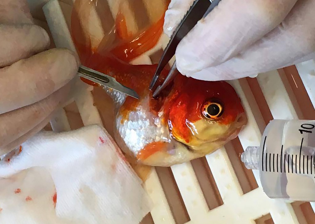 A handout picture released by Highcroft Veterinary Group on May 31, 2016 shows Nemo the goldfish during the surgery to remove a large tumour from its back at a veterinary hospital in Bristol, western England, on May 13, 2016. A couple from a small town north of London made a 200-mile round trip to take their pet goldfish Nemo to a specialist vets for surgery to remove a tumour. The operation lasted 45 minutes, during which he was asleep and out of the water so that the tumor could be removed. Nemo recovered quickly from the procedure and was swimming normally once returned to the water. / AFP PHOTO / HIGHCROFT VETERINARY GROUP / HIGHCROFT VETERINARY GROUP / RESTRICTED TO EDITORIAL USE - MANDATORY CREDIT " AFP PHOTO / HIGHCROFT VETERINARY GROUP " - NO MARKETING NO ADVERTISING CAMPAIGNS - DISTRIBUTED AS A SERVICE TO CLIENTS