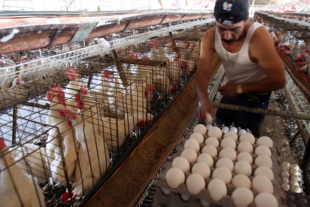 Aspecto de una granja avicola en Zapopan Jalisco, que produce al dia mas de 250 mil huevos. foto Arturo Campos Cedillo.