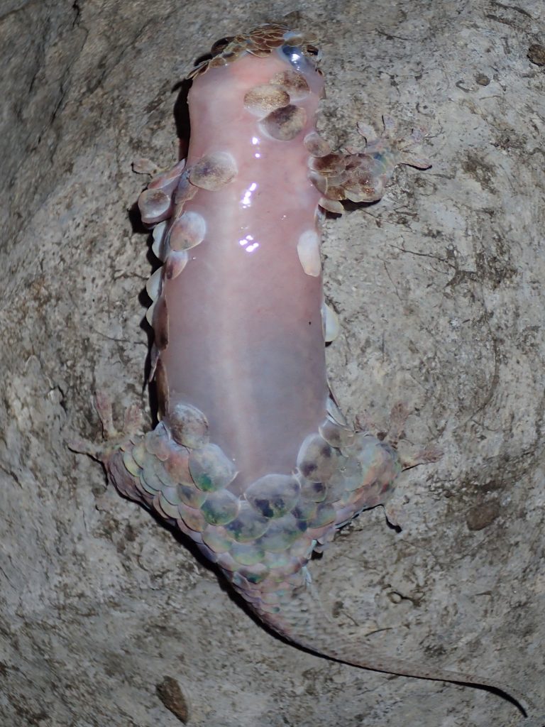 An undated handout image obtained from scientific publication PeerJ on February 8, 2017 shows a detail of the scaleless Geckolepis Megalepis, a specimen of a newly-discovered gecko photographed after its scale loss, with inset indicating the transparent tear zone at the base of a scale.  The newly-discovered gecko, resident in Madagascar, uses a weird but ingenious tactic to evade capture: it strips down to its pink, naked skin and flees, leaving its attacker with a mouthful of scales, scientists have revealed. The hard, dense flakes come off with "exceptional ease" and grow back in a matter of weeks, a team of researchers reported in the journal PeerJ this week. / AFP PHOTO / Frank GLAW / RESTRICTED TO EDITORIAL USE - MANDATORY CREDIT "AFP PHOTO / PEERJ / FRANK GLAW" - NO MARKETING NO ADVERTISING CAMPAIGNS - DISTRIBUTED AS A SERVICE TO CLIENTS