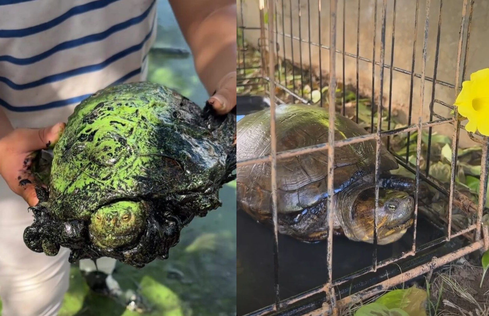 Así avanza el estado de salud de la tortuga petrolizada en el Lago de Maracaibo - Diario Versión Final